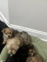 Lala/Apollo/Loki, a female Yorkshire Terrier and Poodle - Toy  for sale in Orlando, FL – Photo 10 of 10