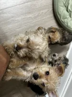 Lala/Apollo/Loki, a female Yorkshire Terrier and Poodle - Toy  for sale in Orlando, FL – Photo 6 of 10