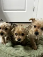 Lala/Apollo/Loki, a female Yorkshire Terrier and Poodle - Toy  for sale in Orlando, FL – Photo 4 of 10