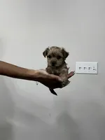 Lala/Apollo/Loki, a female Yorkshire Terrier and Poodle - Toy  for sale in Orlando, FL – Photo 8 of 10