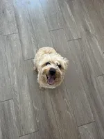 Bruno, a female Yorkshire Terrier for sale in Orlando, FL – Photo 1 of 7