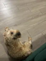 Bruno, a female Yorkshire Terrier for sale in Orlando, FL – Photo 4 of 7