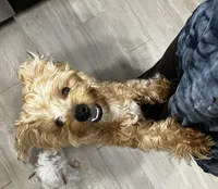 Bruno, a female Yorkshire Terrier for sale in Orlando, FL – Photo 7 of 7