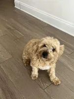 Bruno, a female Yorkshire Terrier for sale in Orlando, FL – Photo 6 of 7