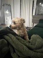 Bruno, a female Yorkshire Terrier for sale in Orlando, FL – Photo 2 of 7