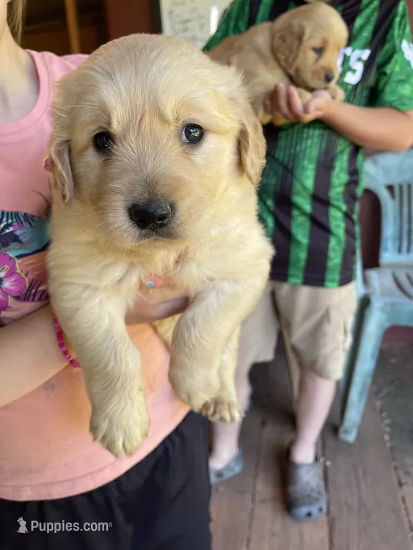 Buxby  – Golden Retriever puppy for sale in Westminster, SC