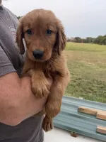 Shortie, a male Golden Retriever for sale in Westminster, SC – 4 of 7