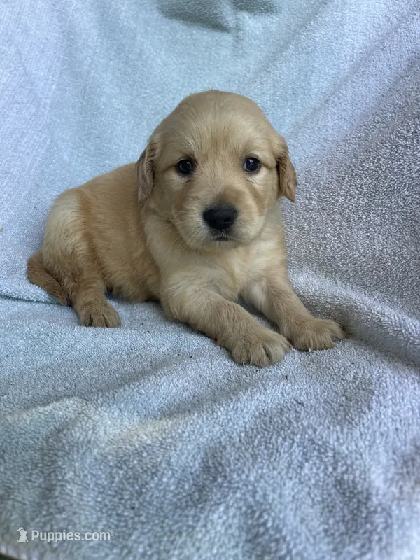 Daisy – Golden Retriever puppy for sale in Westminster, SC