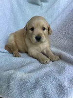 Daisy, a female Golden Retriever for sale in Westminster, SC – 1 of 6