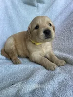 Daisy, a female Golden Retriever for sale in Westminster, SC – 3 of 6