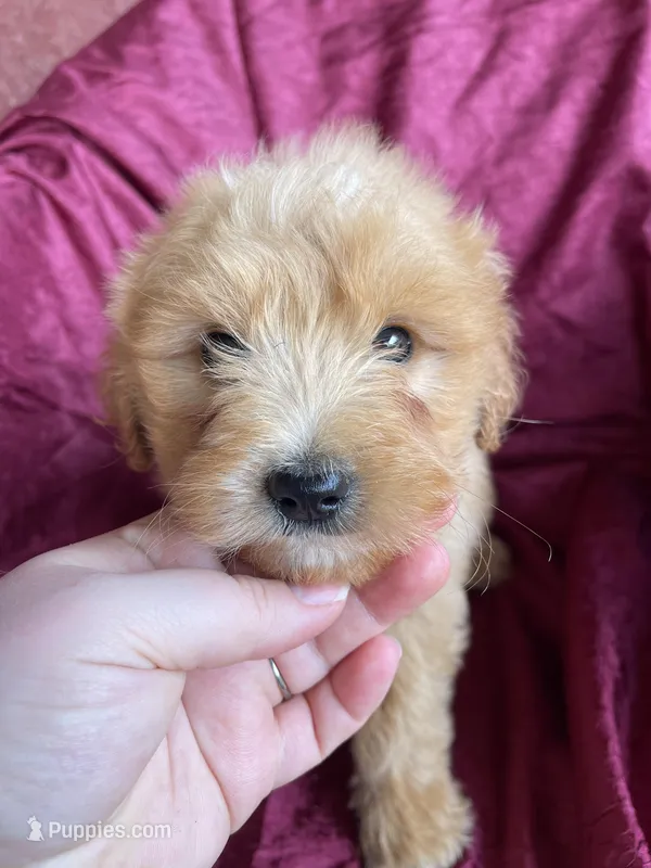 Mitsy – Goldendoodle puppy for sale in Westminster, SC
