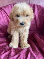 Mitsy, a female Goldendoodle for sale in Westminster, SC – Photo 4 of 4