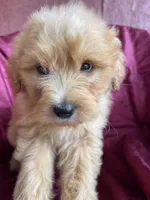 Mitsy, a female Goldendoodle for sale in Westminster, SC – Photo 2 of 4