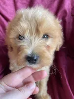 Mitsy, a female Goldendoodle for sale in Westminster, SC – Photo 3 of 4