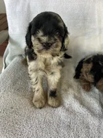 RESERVED Hazel, a female Goldendoodle for sale in Westminster, SC – 4 of 4