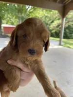 Ruby, a female Goldendoodle for sale in Westminster, SC – 4 of 7