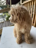 HOLDJonah, a male Goldendoodle for sale in Iva, SC – 5 of 8