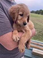 Pixie, a female Golden Retriever for sale in Westminster, SC – 3 of 6