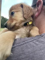 Ducky, a female Golden Retriever for sale in Westminster, SC – 7 of 10