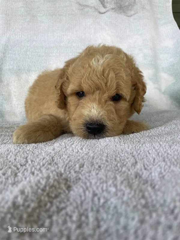 Joey – Goldendoodle puppy for sale in Westminster, SC