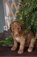 Pansy, a female Labradoodle for sale in Westminster, SC – 2 of 2