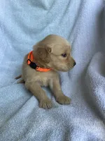Ollie, a male Golden Retriever for sale in Westminster, SC – 2 of 4