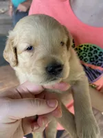 Otis, a male Golden Retriever for sale in Westminster, SC – 2 of 3
