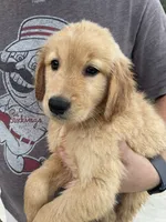 River, a male Golden Retriever for sale in Westminster, SC – 5 of 5