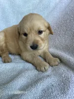 Daisy, a female Golden Retriever for sale in Westminster, SC – 6 of 6