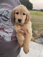 River, a male Golden Retriever for sale in Westminster, SC – 4 of 5