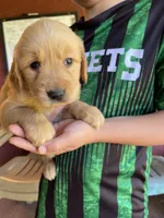 RESERVED Polly, a female Golden Retriever for sale in Westminster, SC – 10 of 10
