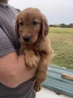 Shortie, a male Golden Retriever for sale in Westminster, SC – 5 of 7