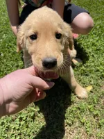 Tron, a male Golden Retriever for sale in Westminster, SC – 4 of 6