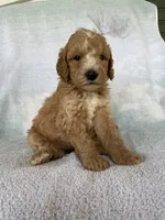 Julie, a female Goldendoodle for sale in Westminster, SC – 5 of 5