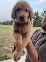 Polly, a female Golden Retriever for sale in Westminster, SC – 6 of 8