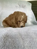 Julie, a female Goldendoodle for sale in Westminster, SC – 2 of 5