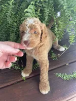 Forrest , a male Labradoodle for sale in Westminster, SC – 4 of 7