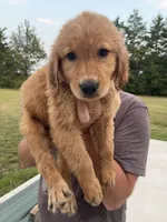 Bluey, a male Golden Retriever for sale in Westminster, SC – 2 of 7