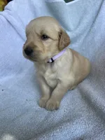 Lily, a female Golden Retriever for sale in Westminster, SC – 5 of 8