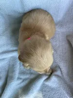 Penny, a female Golden Retriever for sale in Westminster, SC – 9 of 9