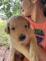 Otis, a male Golden Retriever for sale in Westminster, SC – 3 of 3