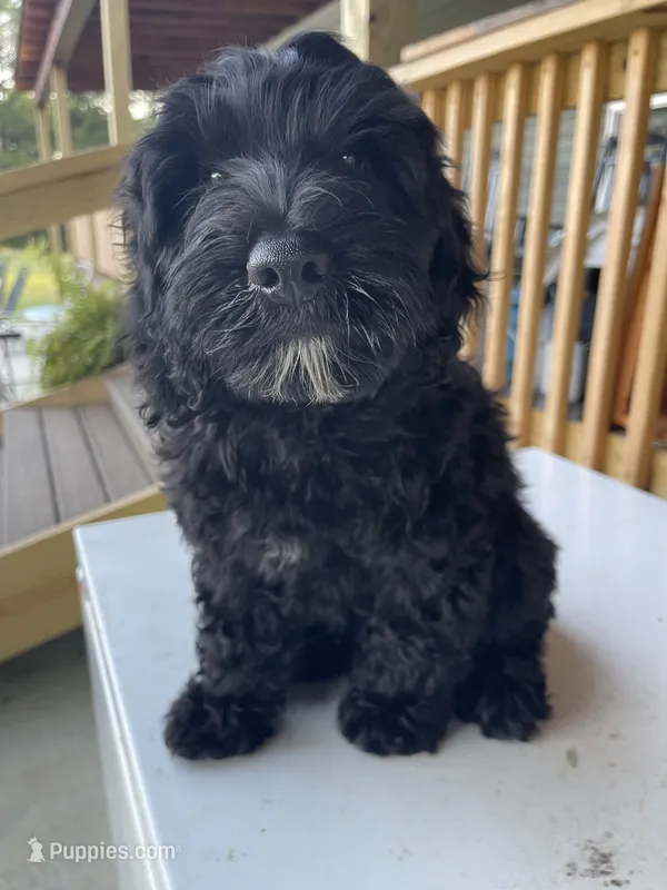 Bear – Goldendoodle puppy for sale in Iva, SC