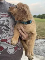 Tilly, a male Golden Retriever for sale in Westminster, SC – 6 of 8