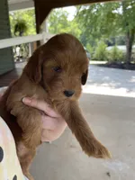 Ruby, a female Goldendoodle for sale in Westminster, SC – 3 of 7