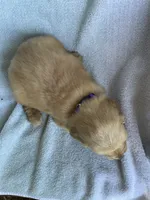 Polly, a female Golden Retriever for sale in Westminster, SC – 2 of 6