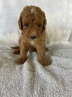 Rusty Jr, a male Goldendoodle for sale in Westminster, SC – 6 of 6