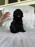 Bear, a male Goldendoodle for sale in Westminster, SC – 4 of 5