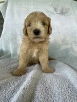Jonah, a male Goldendoodle for sale in Westminster, SC – 2 of 3