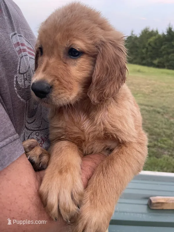 Bluey – Golden Retriever puppy for sale in Westminster, SC