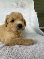 Joey, a male Goldendoodle for sale in Westminster, SC – 6 of 6